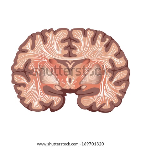 Brain anatomy.  Brain showing the basal ganglia and thalamic nuclei  isolated on white background. 