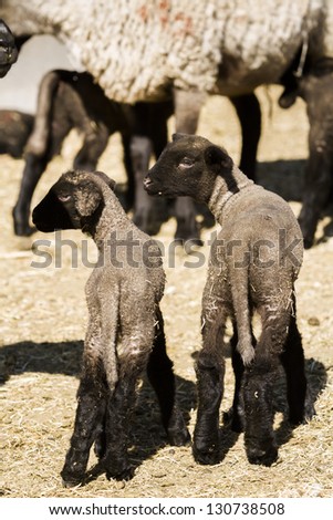 Suffolk sheep with lamb on a local farm in Spring.