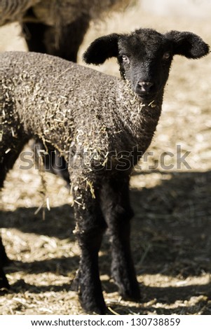 Suffolk lamb on a local farm.