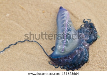 Portuguese Man O War Jellyfish on the beach of South padre, TX. Foto stock © 