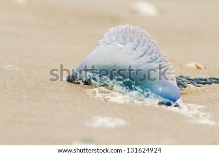 Portuguese Man O War Jellyfish on the beach of South Padre Island, TX. Foto stock © 
