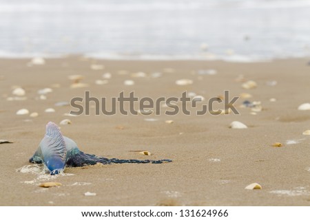 Portuguese Man O War Jellyfish on the beach of South Padre Island, TX. Foto stock © 