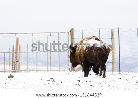 Adult American buffalo standing in the snow. A light dusting of snow accents buffalo\'s face.