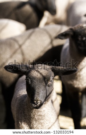 Suffolk lambs on a local farm in Spring.
