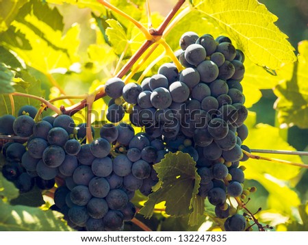 Red grapes ready to be harvested at a vineyard.
