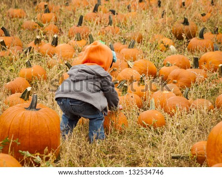 Little kid picking pumpkin at the pumpkin patch in early Autumn.