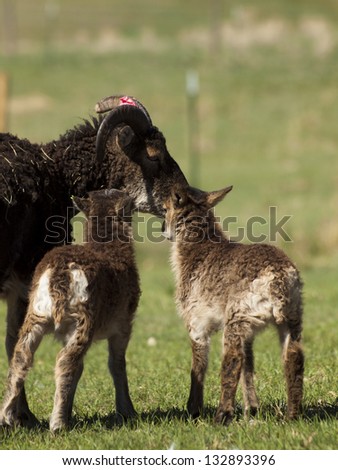 The Soay sheep is a primitive breed of domestic sheep descended from a population of feral sheep on  island of Soay in the St. Kilda Archipelago.