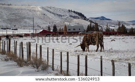 Texas longhorn on the farm in Silverthorne, Colorado.