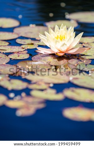 Blooming water lily in small pond.