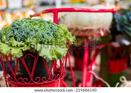 Lettuce in the pot of red bike basket.