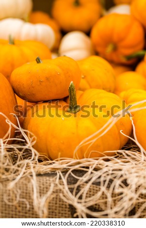 Orange pumpkins on the pumpkin patch.