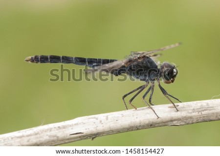 Brachythemis impartita northern banded groundling species of dragonfly that lives in marshes and areas of water flooded perched on a stick on green background defocused natural lighting Imagine de stoc © 