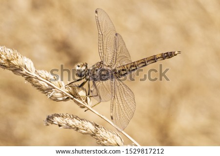 Brachythemis impartita female the Northern banded groundling dragonfly that flies in midsummer when temperatures are highest natural light Imagine de stoc © 