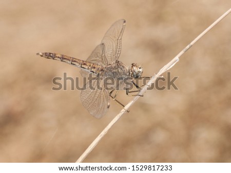 Brachythemis impartita female the Northern banded groundling dragonfly that flies in midsummer when temperatures are highest natural light Imagine de stoc © 