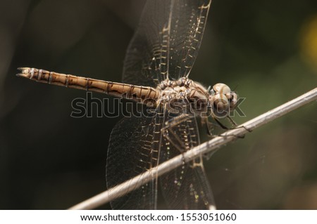 Brachythemis impartita banded groundling female perched and resting on a reed stalking her next prey natural light Imagine de stoc © 