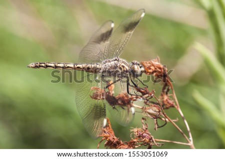 Brachythemis imBrachythemis impartita banded groundling male perched and resting on a plant stalking her next prey natural light Imagine de stoc © 