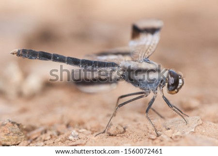 Brachythemis impartita the Northern banded groundling medium-sized male dragonfly with the typical black bands on the wings light by flash Imagine de stoc © 