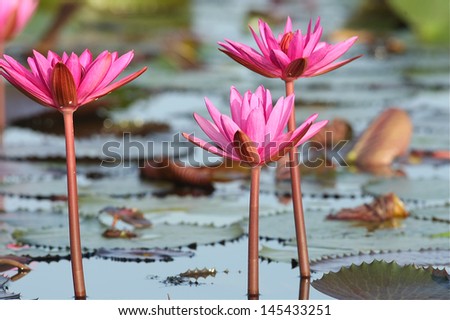 Red lotus in thailand