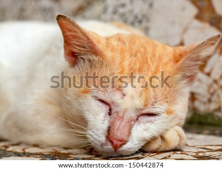 Cats sleeps in thailand