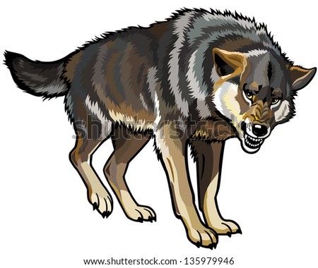 Wolf Vector,Aggressive Pose,Picture Isolated On White Background ...