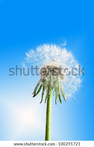 One fluffy dandelion flower on blue sky background as white clouds. Close-up. Studio photography.