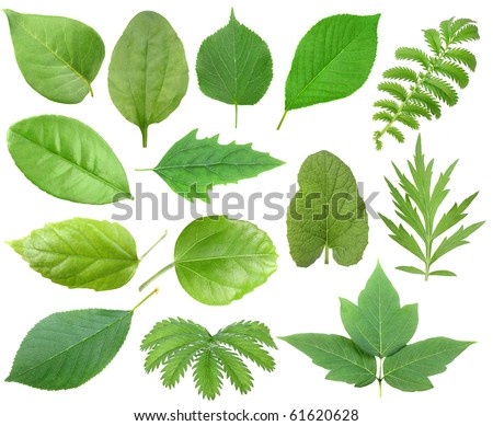 Set Of Green Leaf. Isolated On White Background. Close-Up. Studio ...