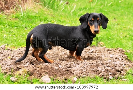 Black dachshund gardener