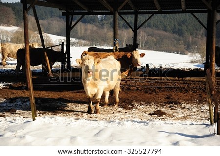 Cows on a farm in winter weather snow
