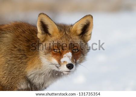 Portrait of a fox in the snow. Close up of a fox with snow on his nose, with a white (snow) background. High resolution picture!