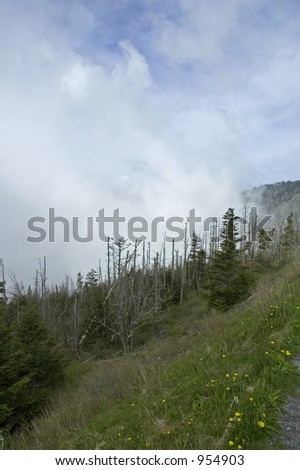 Dead Fraser Firs, Clingmans Dome, Great Smoky Mtns Nat. Park, NC