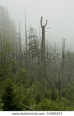 Dead Fraser Firs, Clingmans Dome, Great Smoky Mountains NP