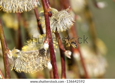 A European honey bee extracts nectar from a willow