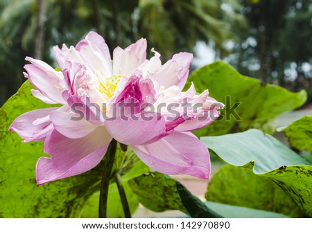 Beautiful pink lotus on the beach