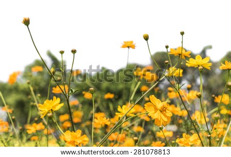 Yellow marigold field on white background