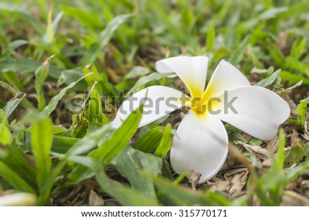 Plumeria flower fall down on the  ground, selective focus