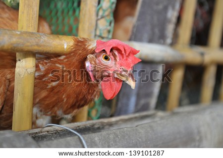 Urban Chicken farm