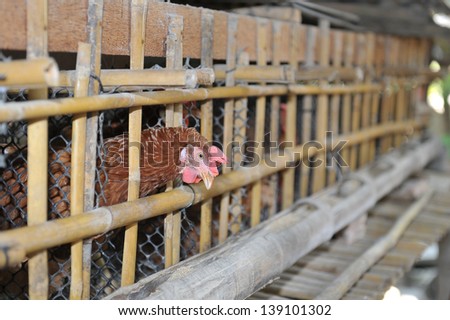 Urban Chicken farm