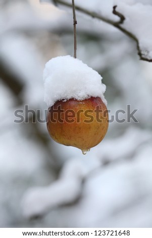 Frozen apple on a branch in winter time