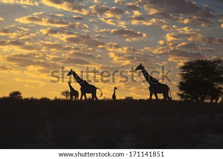 Four Giraffes (Giraffa camelopardalis) silhouetted against a sunrise cloudscape sky in the Kalahari desert, Kgalagadi transfrontier park, South Africa.
