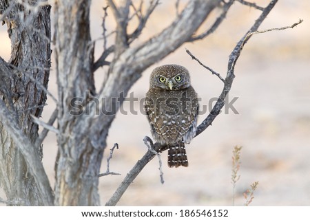 Pearl spotted Owlet (Glaucidium perlatum) perched, with head turned 180 degrees to face the observer. Kalahari Desert, South Africa