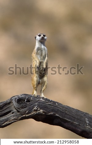 A Meerkat stood upright looking at the camera, on a dead log against a blurred natural background, Kalahari Desert, South Africa