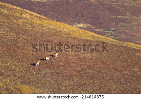 Eland walking across mountain grassland landscape, South Africa