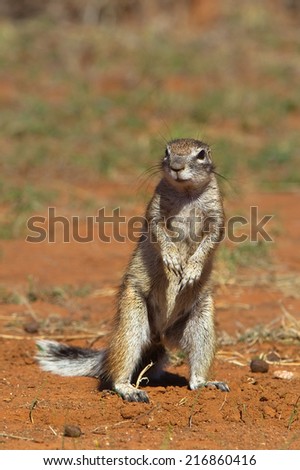 Cape Ground Squirrel or African Ground Squirrel (Xerus inauris) standing upright on sandy bare ground, with blurred natural background, South Africa