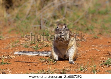 Cape Ground Squirrel or African Ground Squirrel (Xerus inauris) sat on bare sandy ground, eating, South Africa
