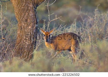 Common Duiker (Sylvicapra grimmia) stood amongst blurred vegetation in the African bush, South Africa
