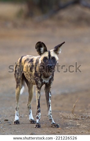 African Wild Dog (Lycaon pictus) stood facing the camera on bare ground with blurred natural background, South Africa