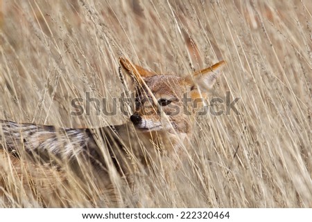 Black backed Jackal (Canis mesomelas) stood looking, half hidden in dry grassland, South Africa