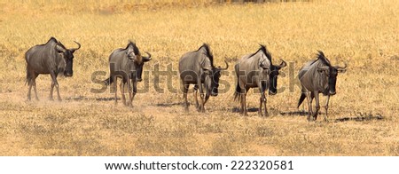 A panorama of a group of Blue Wildebeest or Gnu (Connochaetes taurinus) walking in a line , kicking up dust, Kalahari Desert, South Africa