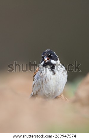 A male Common Reed Bunting (Emberiza schoeniclus) perched on bare soil, feeding on grain, isolated against a blurred natural background, East Yorkshire, UK