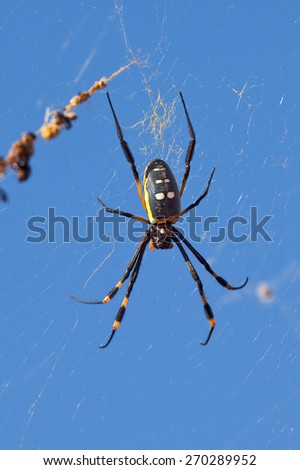 A Golden Orb-web Spider (Nephila senegalensis) on its web in mid air, against a clear blue sky, Kalahari desert, South Africa